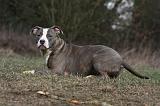 AMSTAFF ADULT 381